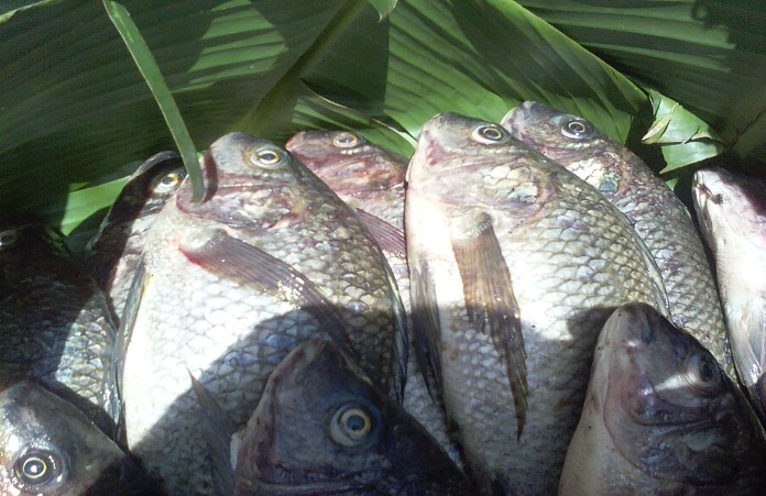 Fishman Uganda: Whole Tilapia Fish's Journey to You