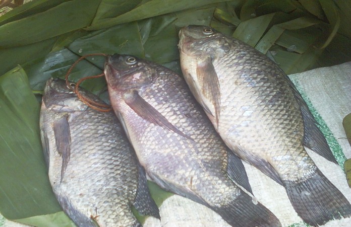 Revolutionizing Uganda's Tilapia Fish Shopping Online