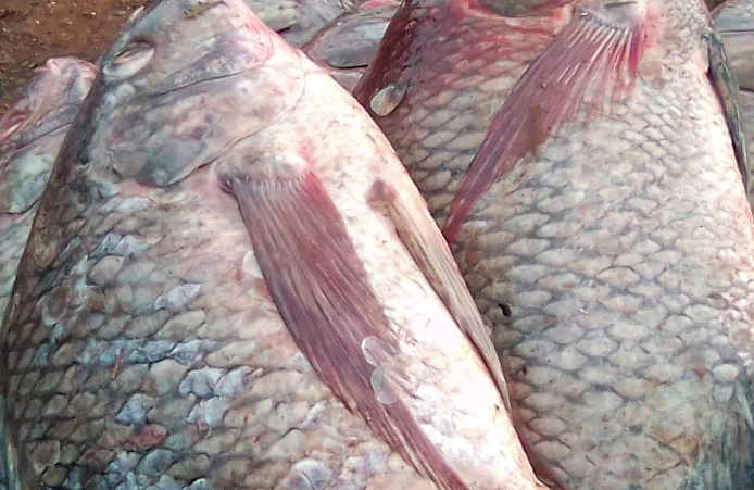 Tilapia Fish Prices in Uganda: Ugx 15,000 - 45,000 Options