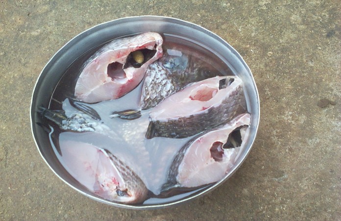 Fishman Uganda: Inspiring Customer Success Stories in Uganda