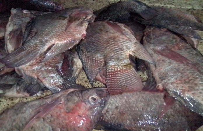Comparing Online and Market Tilapia Shopping in Uganda