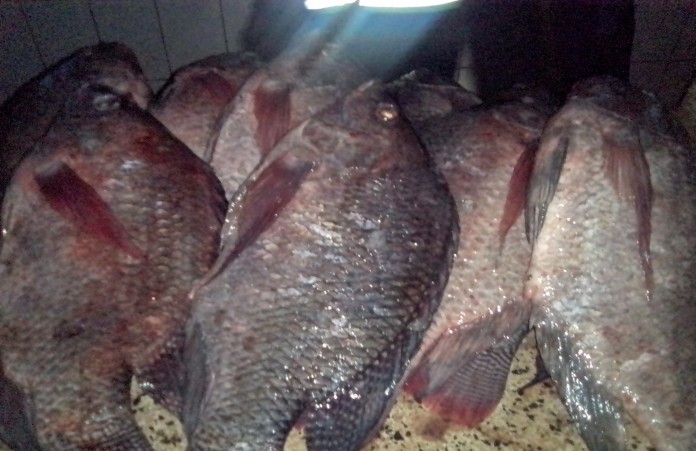 Fresh Tilapia Fish Market Guide: Kampala and Mukono