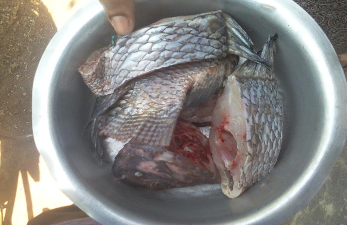 Creative Ugandan Tilapia Fish Recipes to Try at Home