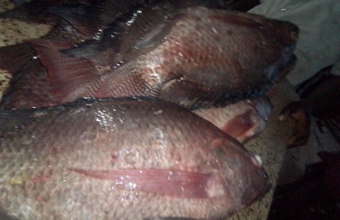 Ensuring Tilapia Fish Freshness at Fishman Uganda Hub